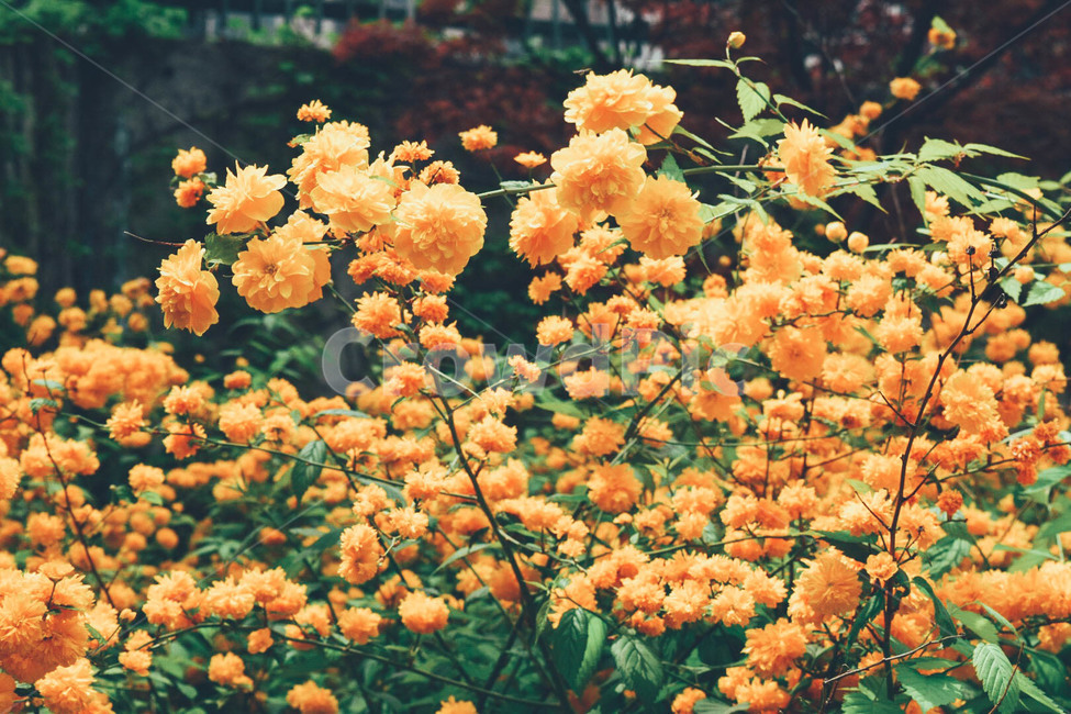 노란꽃,꽃,풀,숲,자연,봄,꽃밭,spring,tree,nature,flower,식물,자연,plants,nature,꽃,flower,감성,sensible,feeling,색깔,색상,색채,색감,color sense,color sensitivity,feeling of color