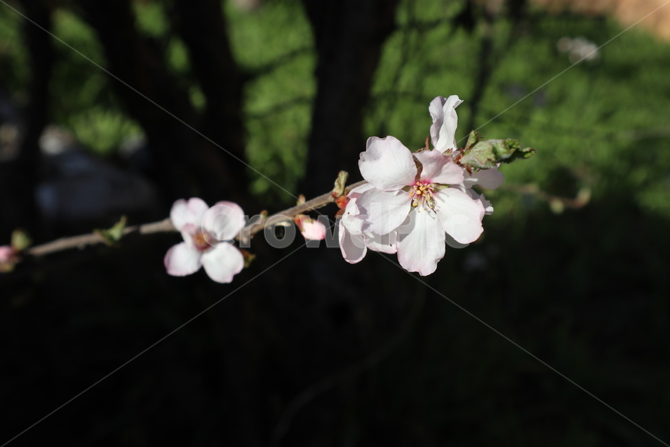 꽃,벚꽃,매화,flower,blossom,식물,plant,나무,매화나무,벚꽃나무