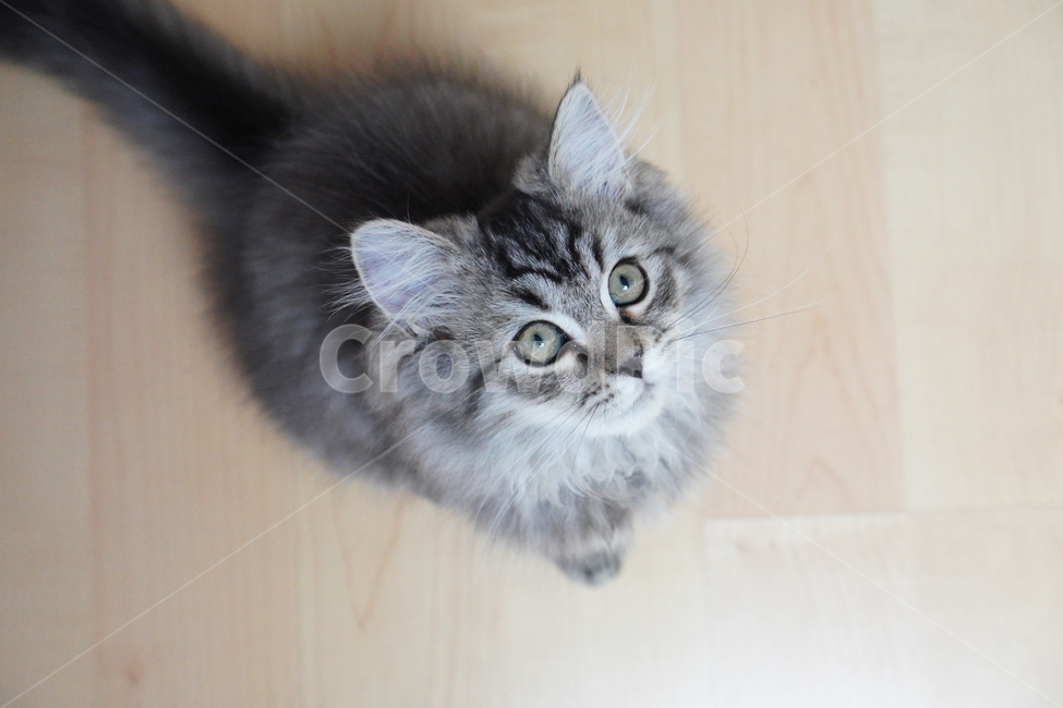 고양이,어리고양이,아기고양이,페르시안고양이,반려묘,냥이,동물,animal,포유류,mammal,고양이,cat,kitten,kitty