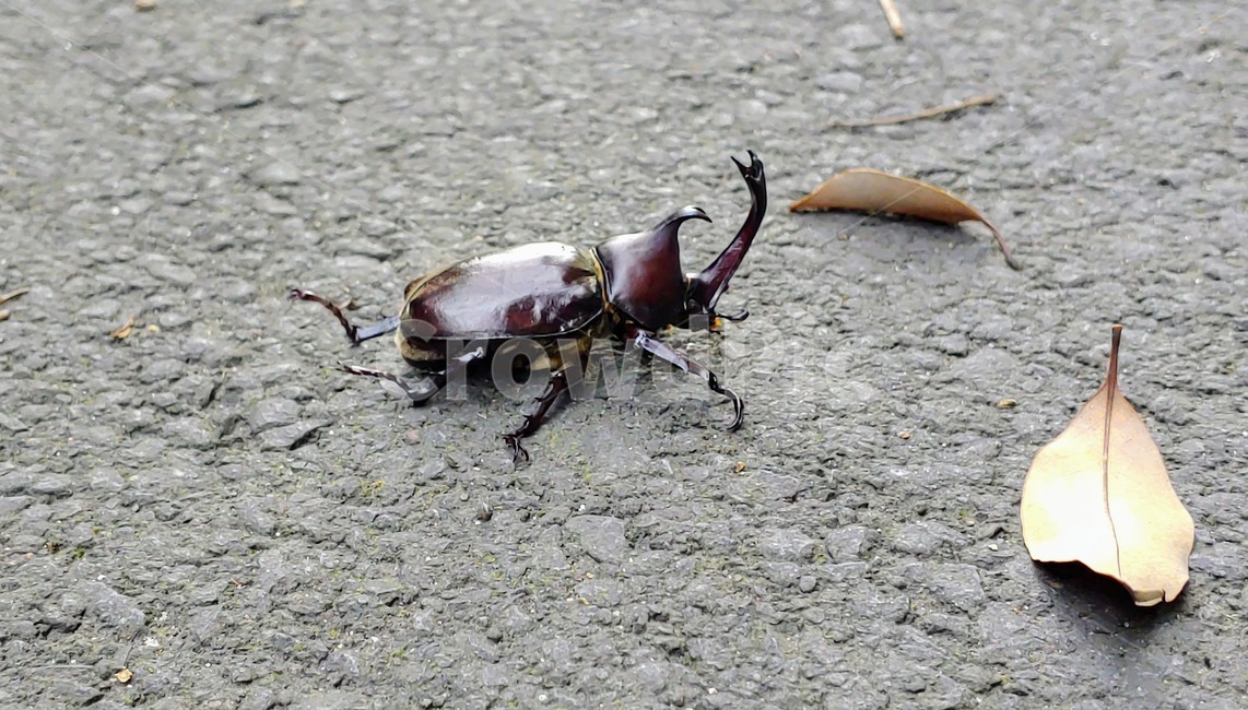 장수풍뎅이,장수풍뎅이수컷,큰뿔장수풍뎅이,trypoxylusdichotomus,koreanrhinocerosbeetle,코뿔소벌레,투구벌레