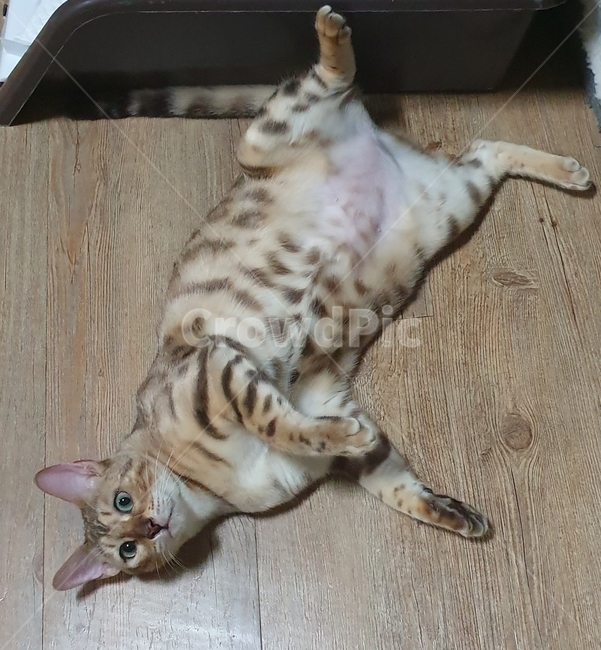고양이,누워있는,표범무늬,집고양이,갈색