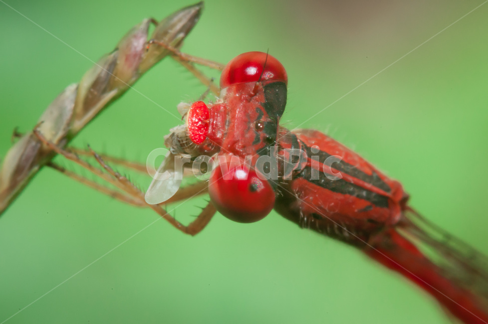 insect,곤충,animal,동물,잠자리,dragonfly,먹이사슬,식사,무척추동물,invertebrate,곤충,벌레,insect,bug