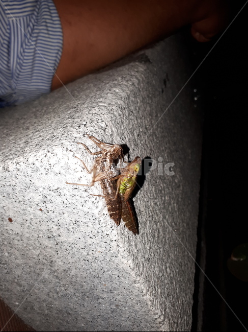 곤충,순간,자연,잠자리,insect,곤충,벌레,insect,bug