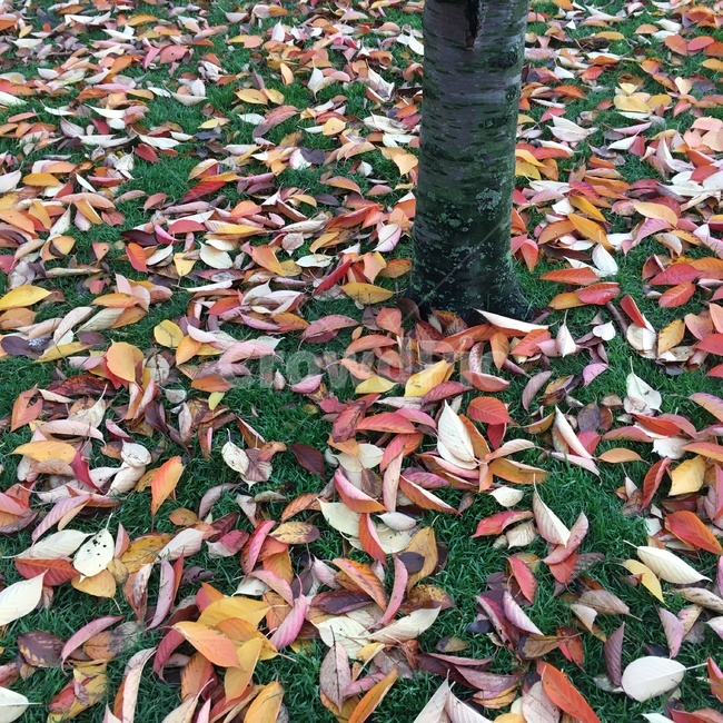 잎,plant,식물,tree,나무