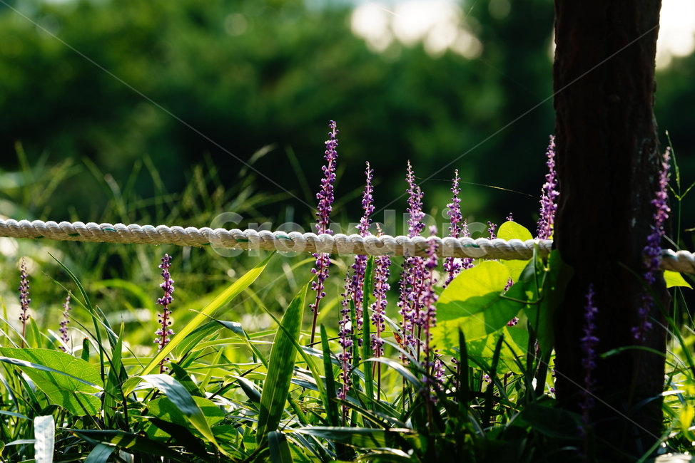 꽃,식물,플라워,flower,맥문동,색감,자연,생명,생물,plant,식물,자연,plants,nature,꽃,flower