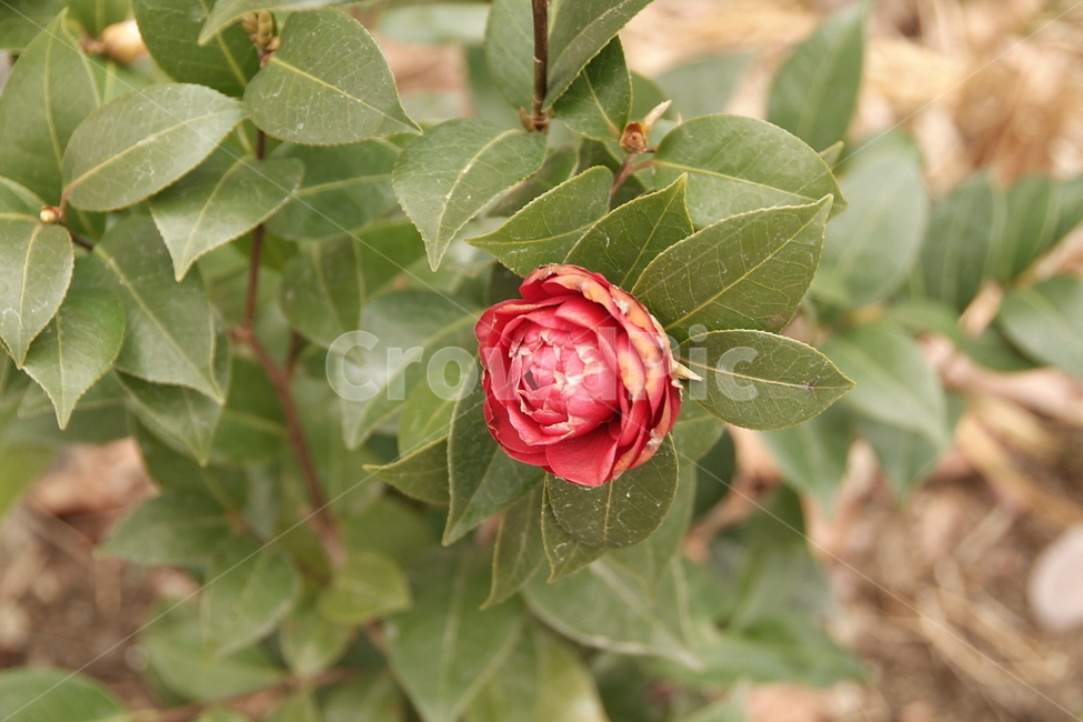 꽃,식물자연,plants,색깔,색상,색채,color,sense,flower,감성,식물,가든