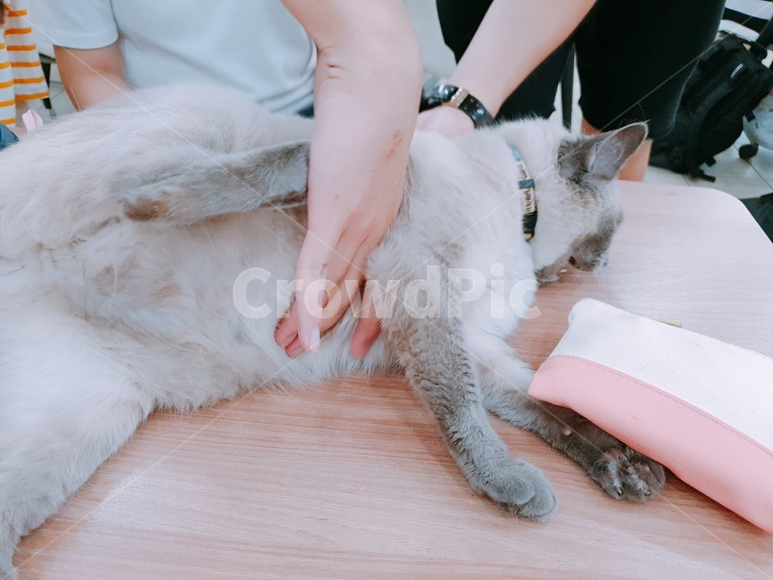 동물,반려동물,고양이,개냥이,길냥이