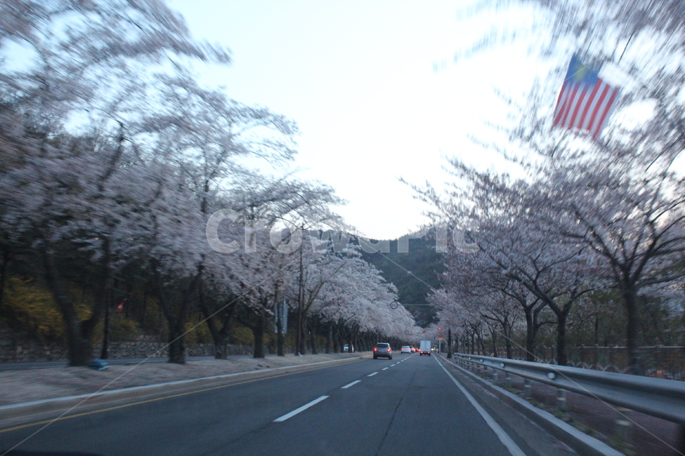 벚꽃,벚꽃드라이브,봄,경주,꽃,봄,계절,spring,season,asphalt,아스팔트,road,도로
