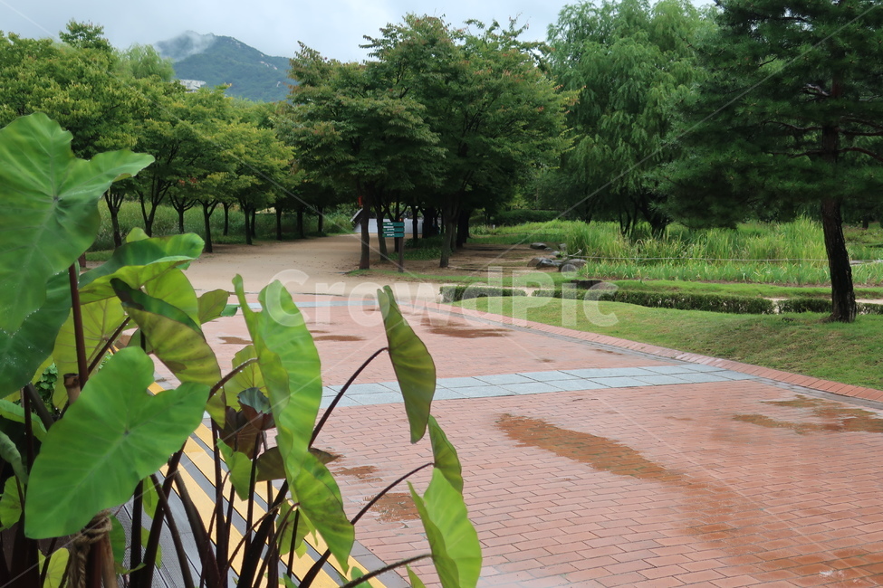 서울,창포원,식물원,도시,공원,습지,조성,숲,산책,산책로,자연,풍경,nature,landscape,outdoors,옥외,plant,식물