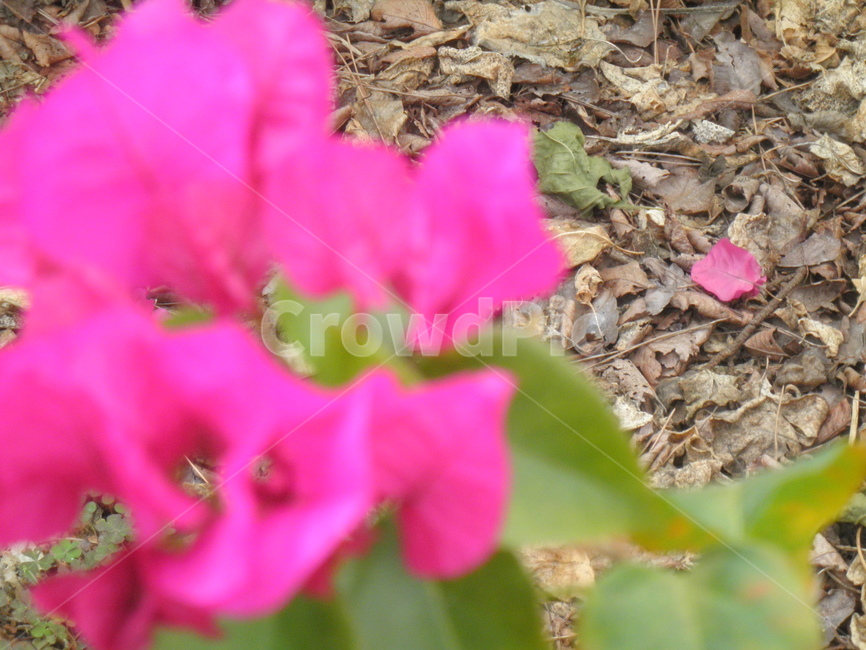 꽃,분홍색꽃,바닥,꽃잎,떨어짐,식물,자연,plants,nature,꽃,flower