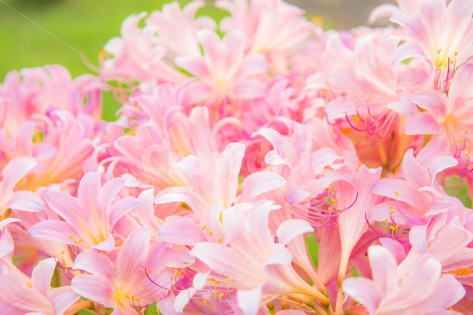 꽃,사상화,화단,화원,원예,식물,자연,화사한,flower,풀,봄,계절,spring,season,식물,자연,plants,nature,꽃,flower,색깔,색상,색채,색감,color sense,color sensitivity,feeling of color,plant,blossom