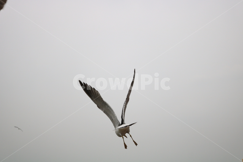 갈매기,새,조류,동물,하늘,동물,animal,조류,새,birds
