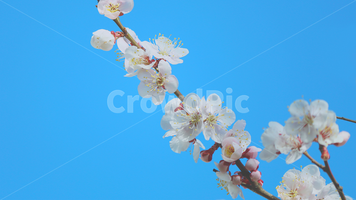 매화,매실,매화나무,봄,식물,자연,꽃,감성,스냅,봄,계절,spring,season,식물,자연,plants,nature,꽃,flower,plant
