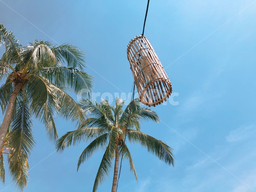 여름,하늘,야자수,푸름,등,파란하늘,summer,식물,나무,palmtree,동남아