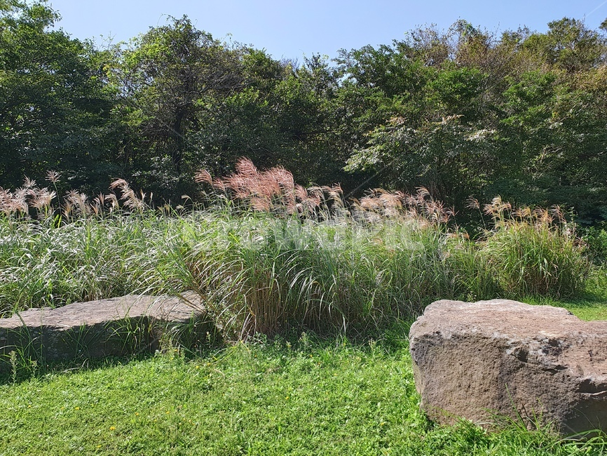 억새,가을,들판,가을하늘,제주,가을,계절,fall,autumn,season,자연,풍경,nature,landscape,ground,바닥
