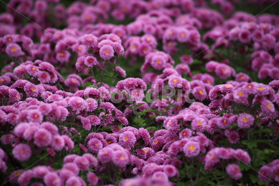 국화,식물,꽃,가을꽃,chrysanthemum,식물,자연,plants,nature,꽃,flower