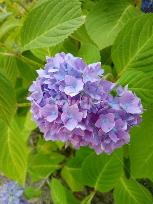 수국,자양화,간판수국,아탑수구,나무,꽃,마른꽃,식물
