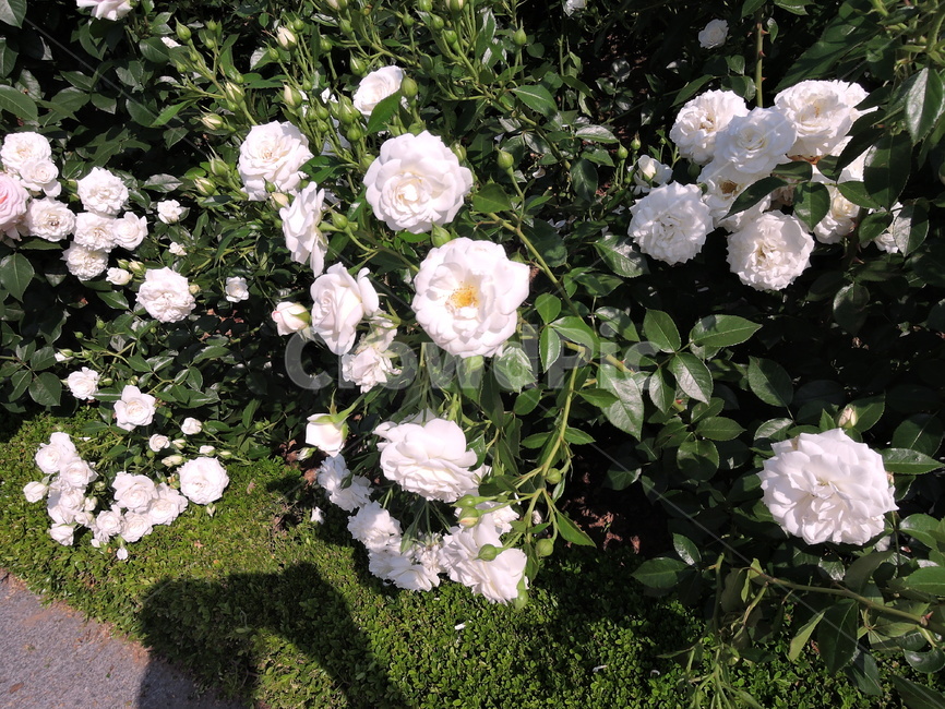 장미,장미원,장미꽃,flower,rose,꽃,식물,화원,장미공원,공원,식물,자연,plants,nature,꽃,flower