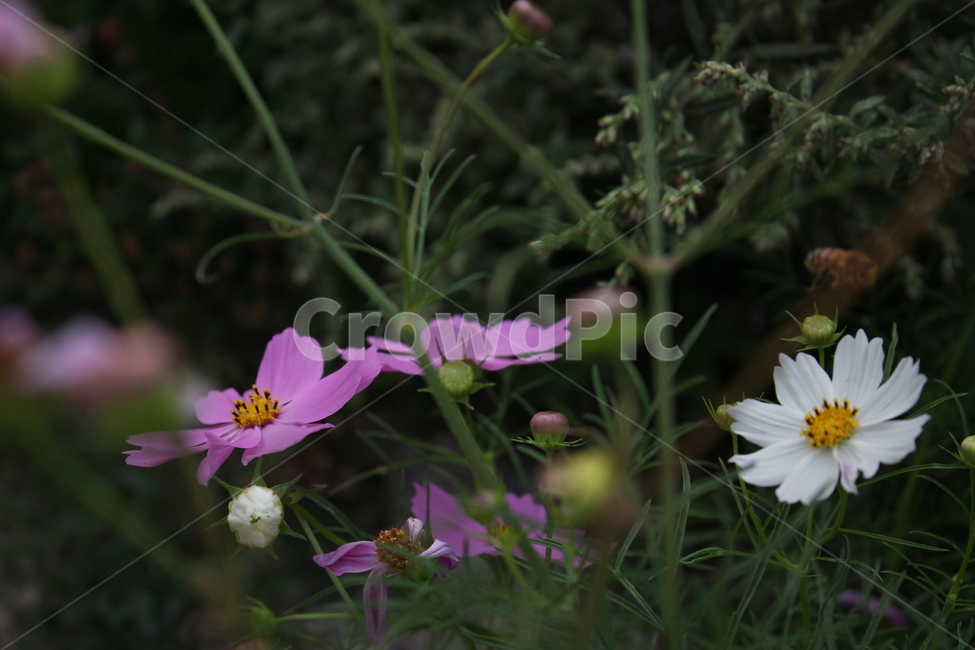 코스모스,흰코스모스,분홍코스모스,자연,꽃,식물,flower,가을