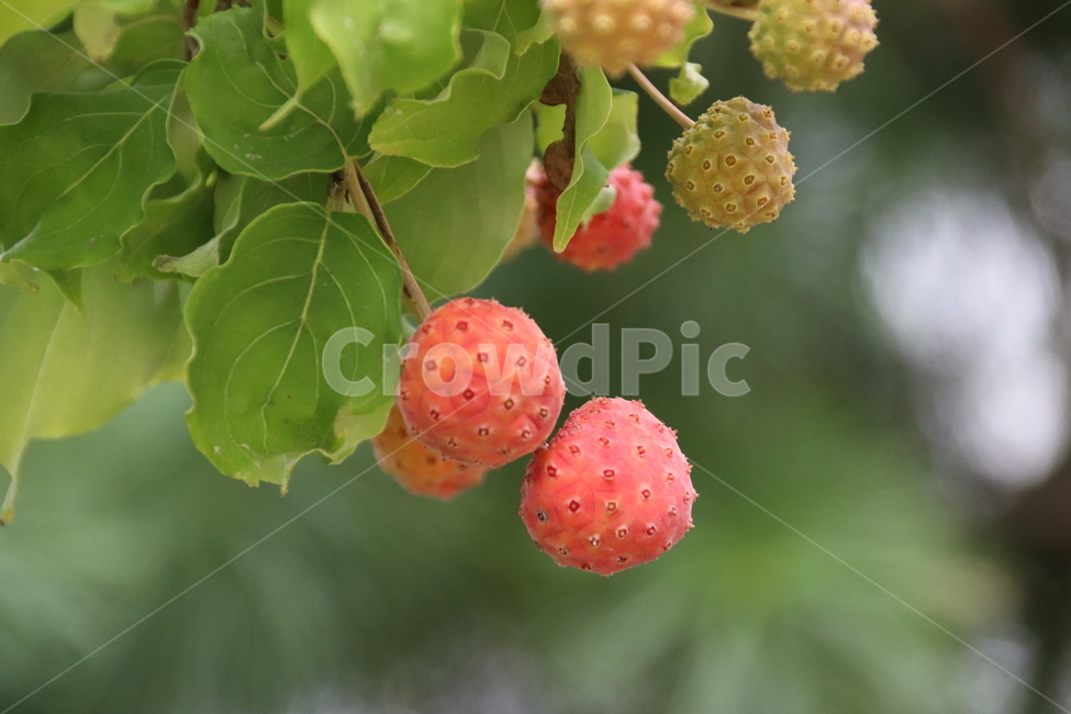 자연,나무,열매,구지뽕,구지뽕나무열매,식물,자연,plants,nature,과일,열매,fruit