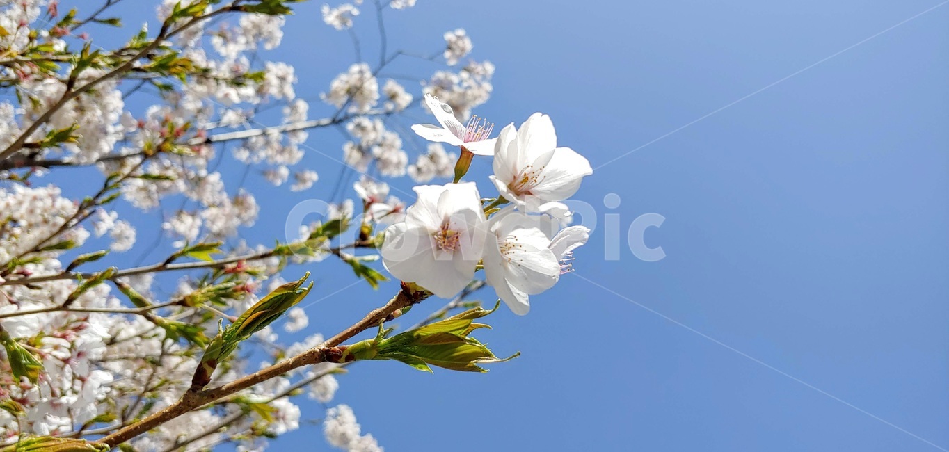 plant,식물,벚꽃,봄,spring