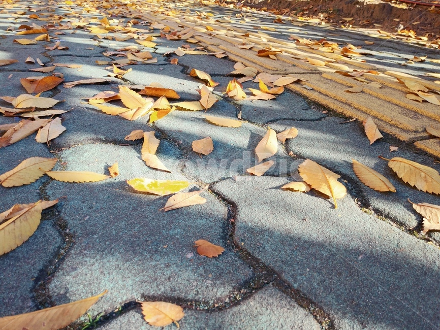 잎,leaf,낙엽,가을,보도블럭,가을,계절,fall,autumn,season