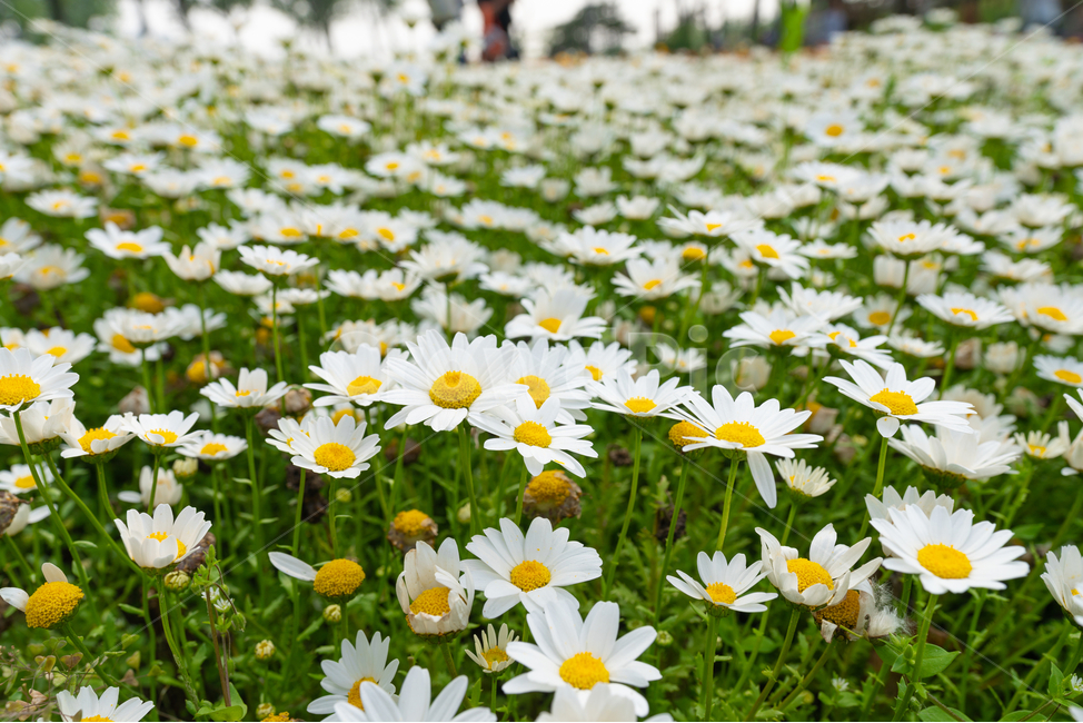 꽃,꽃밭,초록,하얀꽃,식물,식물,자연,plants,nature,꽃,flower