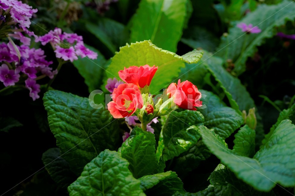 꽃,봄,잎,원예,bloom,colorful,floral,flower,nature,plant,spring,식물,자연,plants,nature,꽃,flower