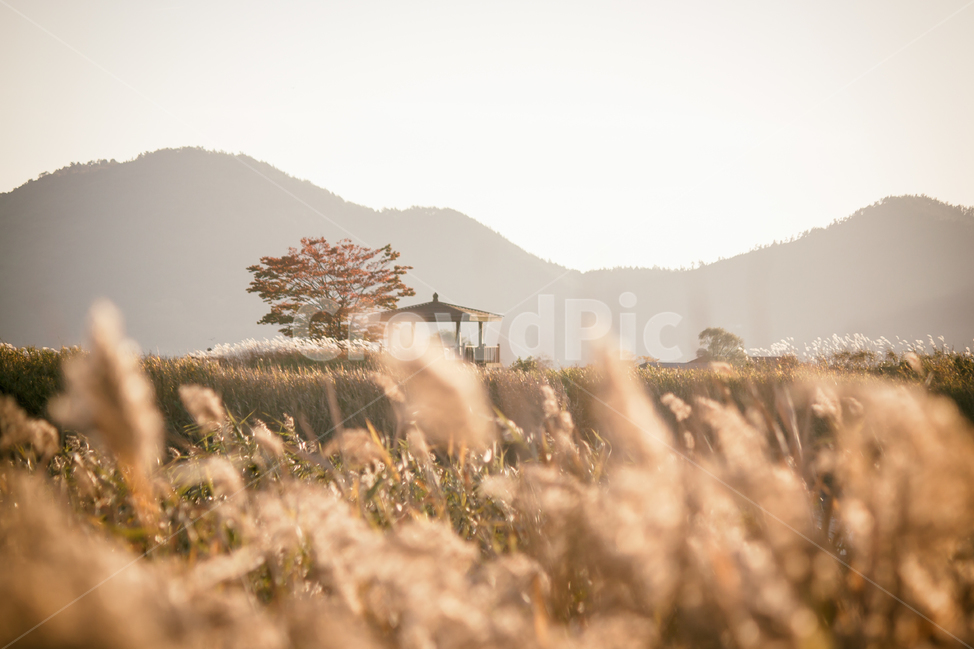 가을,계절,갈대,순천만,자연,풍경,태양,해,햇빛,만,autumn,fall,seasons,reed,suncheonbay,bay,nature,landscape,sun,sunlight,나무,정자,산,일몰,mountain,가을,계절,fall,autumn,season,자연,풍경,nature,landscape,한국자연풍경,한국자연경관,korea nature landscape,감성,sensible,feeling,휴식,힐링,rest,relaxation,healing,outdoors,옥외