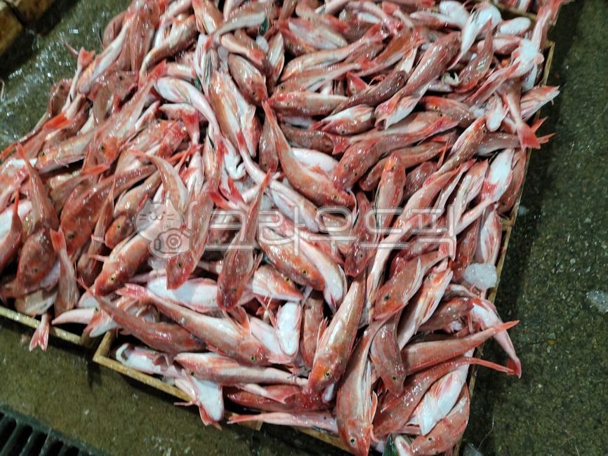 성대물고기,물고기,생선,해산물,fish,seafood,성대