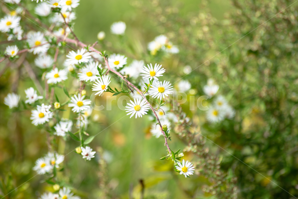 야생화,데이지,꽃,가지,자연,흰색,연두색,그린,식물,plant,식물,자연,plants,nature,꽃,flower