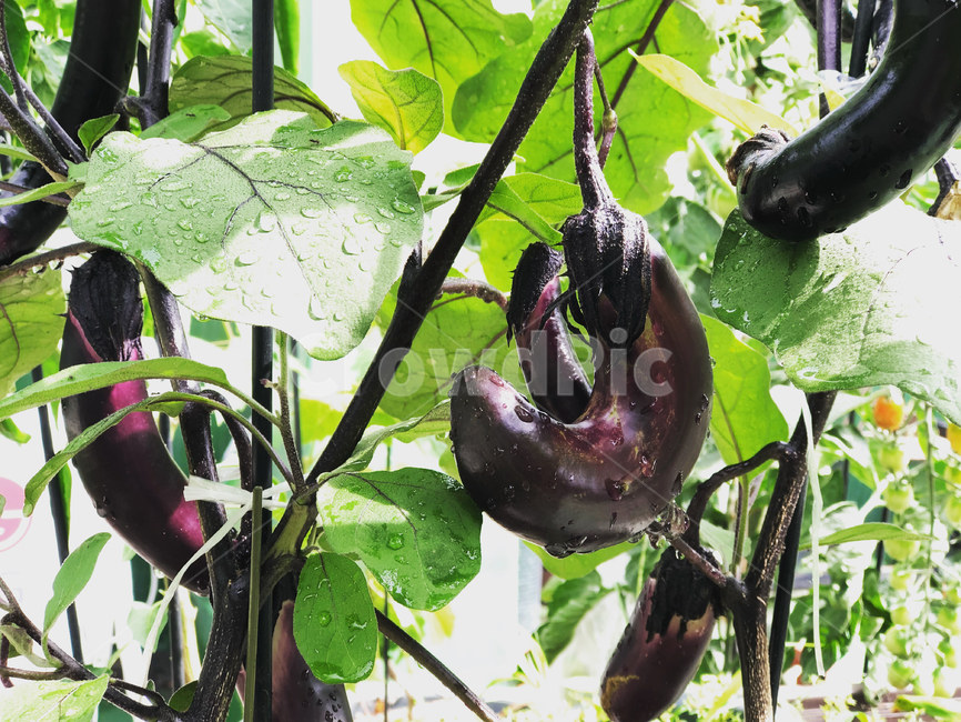 가지,텃밭,농사,식물,식재료,eggplant,야채,초록
