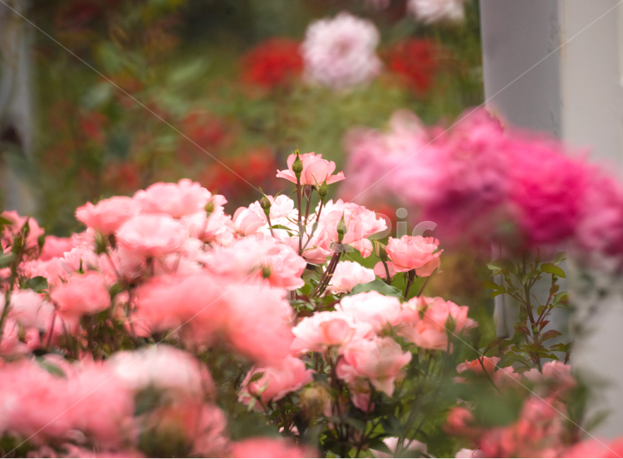 장미,꽃,감성,flower,rose,nature,로즈,장미꽃,flowers,꽃봉우리,꽃사진,핑크,핑크색,분홍,자연,식물,pink,pinkflower,pinkflowers,감성사진,보케,feeling,emotion,식물,자연,plants,nature,꽃,flower,감성,sensible,feeling,색깔,색상,색채,색감,color sense,color sensitivity,feeling of color