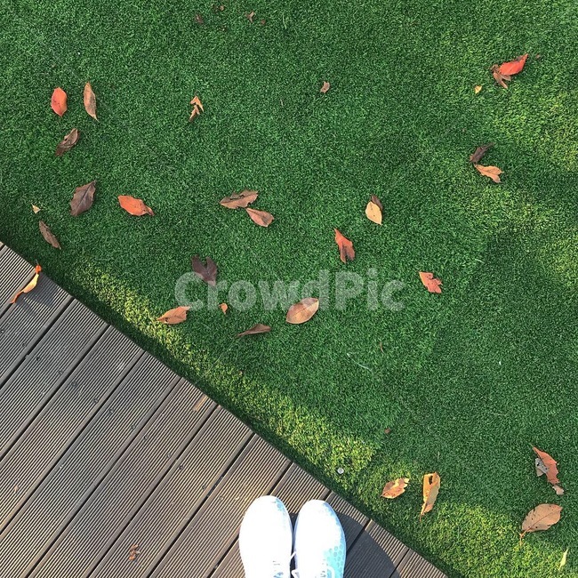 가을,낙엽,단풍,fall,autumn,leaves,가을,계절,fall,autumn,season,grass,잔디,plant,식물
