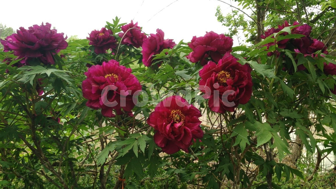 blossom,꽃,plant,모란,식물