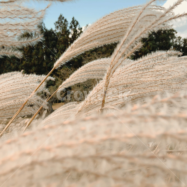 갈대,억새,가을,가을느낌,제주,제주도,산굼부리,grass,plant,식물