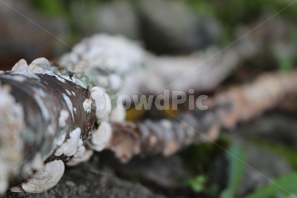 나무버섯,고목,버섯,이끼,mushroom,woodmushroom,whitemushroom,oldtree