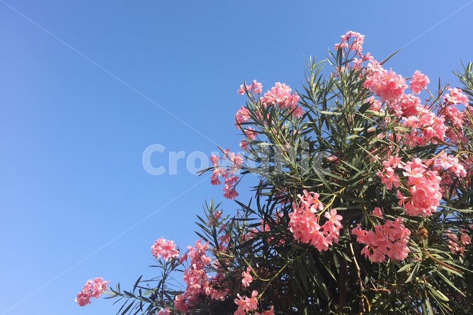 꽃,트로피칼,파랑,flower,청량,하늘,트로피컬,식물,자연,plants,nature,꽃,flower