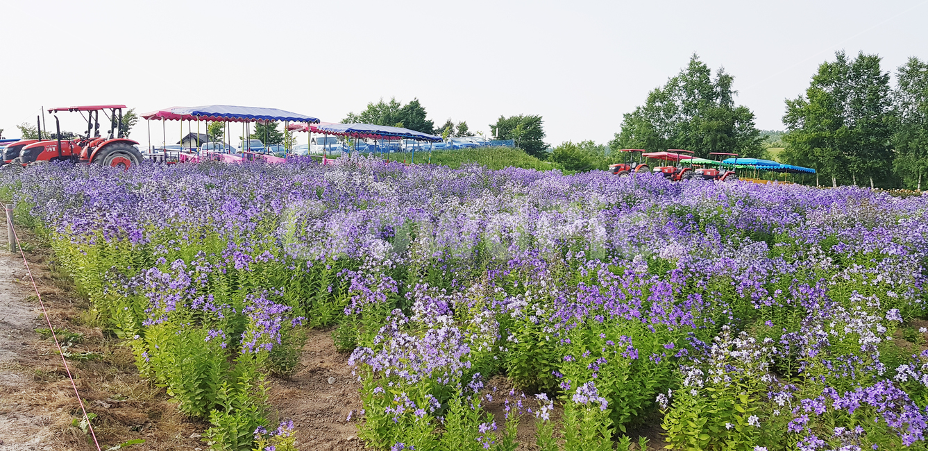 plant,식물,flower,꽃,blossom,봄,라벤더,보라색,purple,풀,농장,농업,농사,agriculture,farming,farming industry