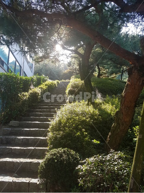 학교,나무,공원,풍경,숲