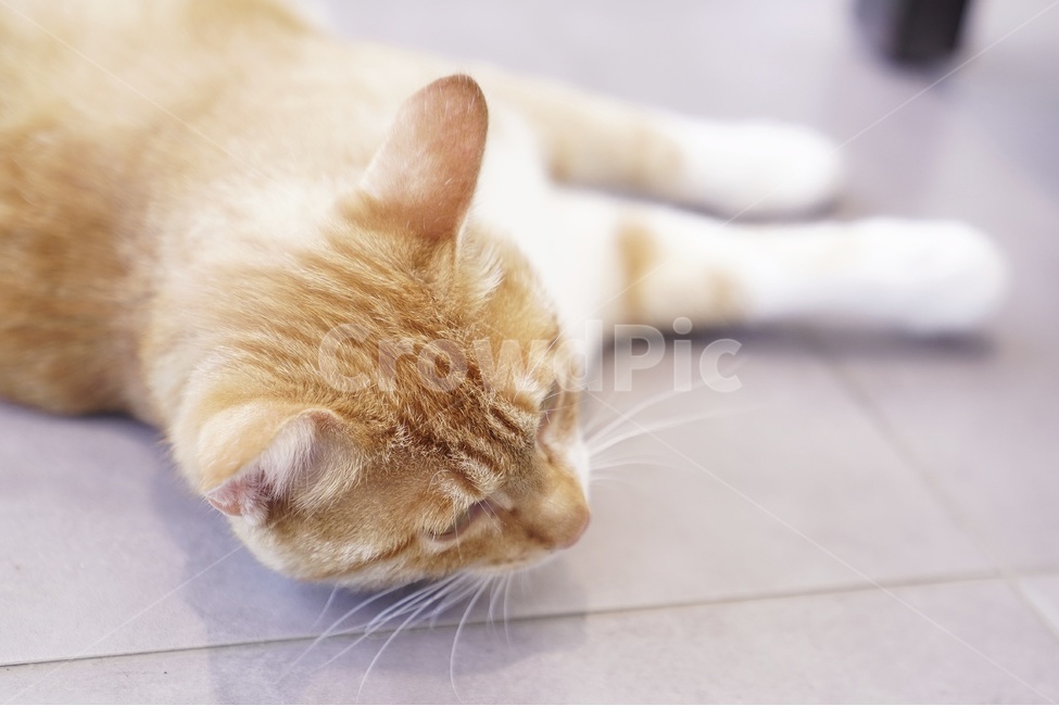 고양이,카페,실내,알렉스더커피,낮잠,동물,animal,포유류,mammal,고양이,cat,kitten,kitty