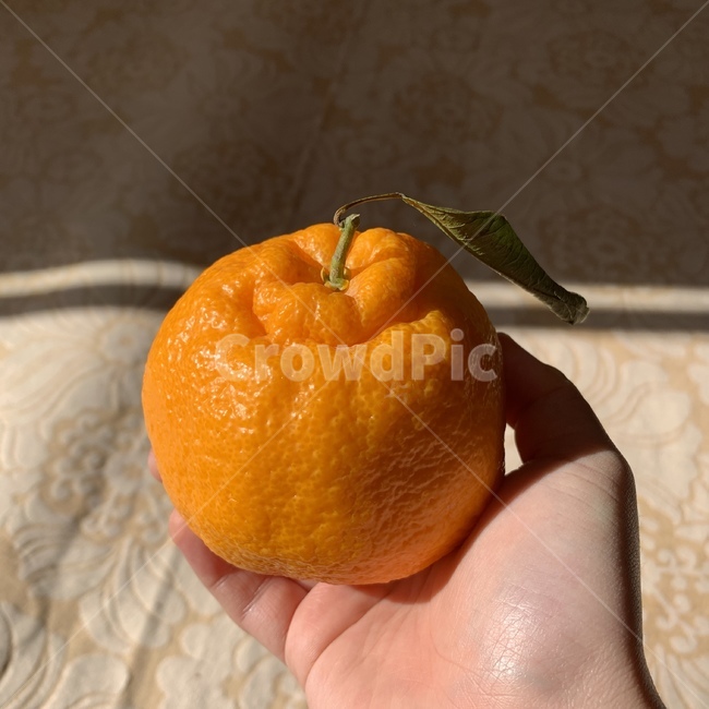한라봉,제주도,jeju,orange,korea,koreafruit,음식,식재료,요리,food,cook,meal,dishes,food reserves,과일,열매,fruit