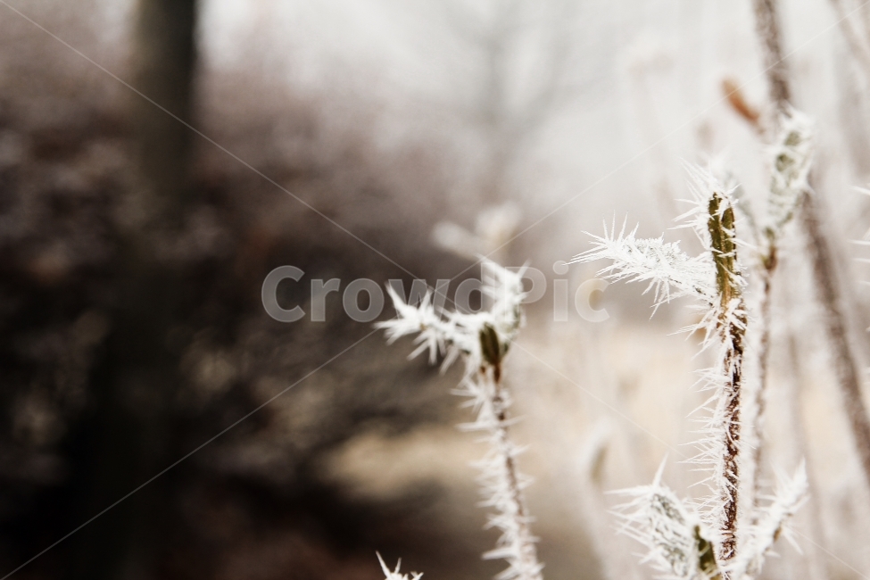눈꽃,서리,흰색,아침,겨울,겨울,계절,winter,season,식물,자연,plants,nature