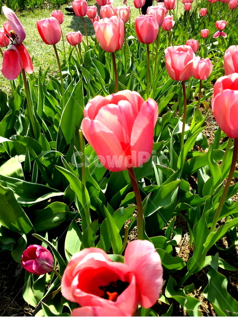 꽃,튜울립,여행,식물,자연,봄,계절,spring,season,식물,자연,plants,nature,꽃,flower,plant,blossom
