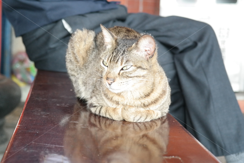 고양이,동물,벤치,오후햇살,노곤한,cat,animal,동물,animal,포유류,mammal,고양이,cat,kitten,kitty