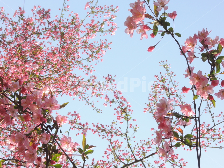 봄,벚꽃,겹벚꽃,꽃송이,핑크,나뭇가지,그림같은,하늘,계절,자연,꽃잎,spring,cherryblossom,season,bloom,flower,sky,floral,petal,blossom,picturesque,sakura,pink,blooming,봄,계절,spring,season,식물,자연,plants,nature,꽃,flower,plant,cherry blossom
