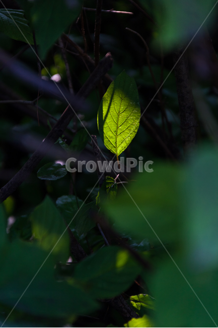 환경,식물,잎,이파리,정원,꽃,잎사귀,식물,자연,plants,nature