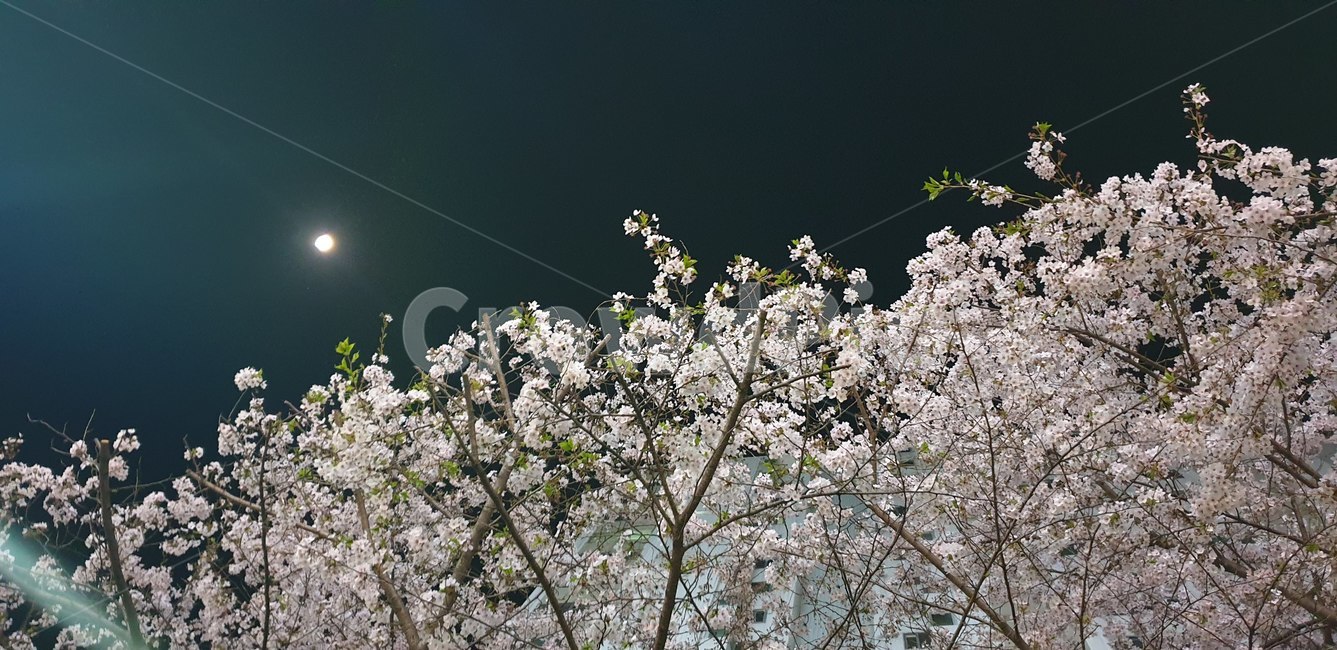 벚꽃,밤벚꽃,봄,꽃구경,산책