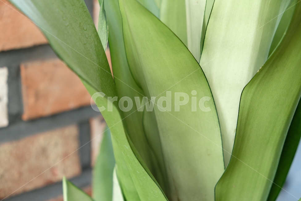 풀,자연,화분,풀잎,식물,plant,초록색,오후,nature,화초,식물,자연,plants,nature