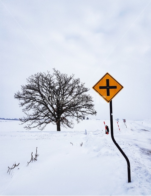 snow,tree,symbol,white,눈,겨울,계절,winter,season